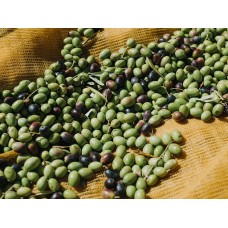 Ogliarola Extra Virgin Olive Oil - Northern Hemisphere (Italy) ***SOLD OUT***